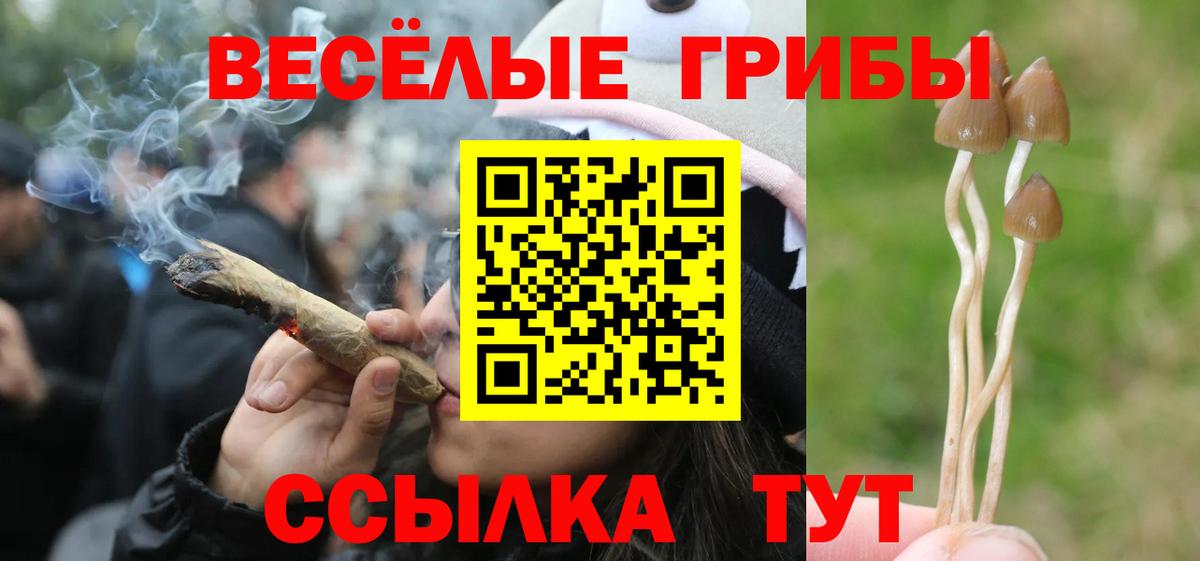 Псилоцибиновые грибы Psilocybe Стерлитамак